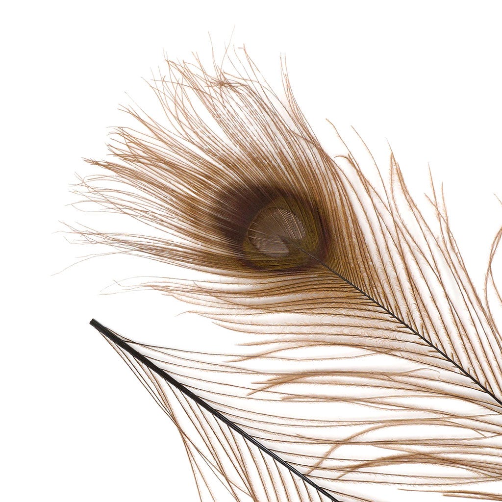 Peacock Feather Eyes Bleached & Dyed Brown - Feathers