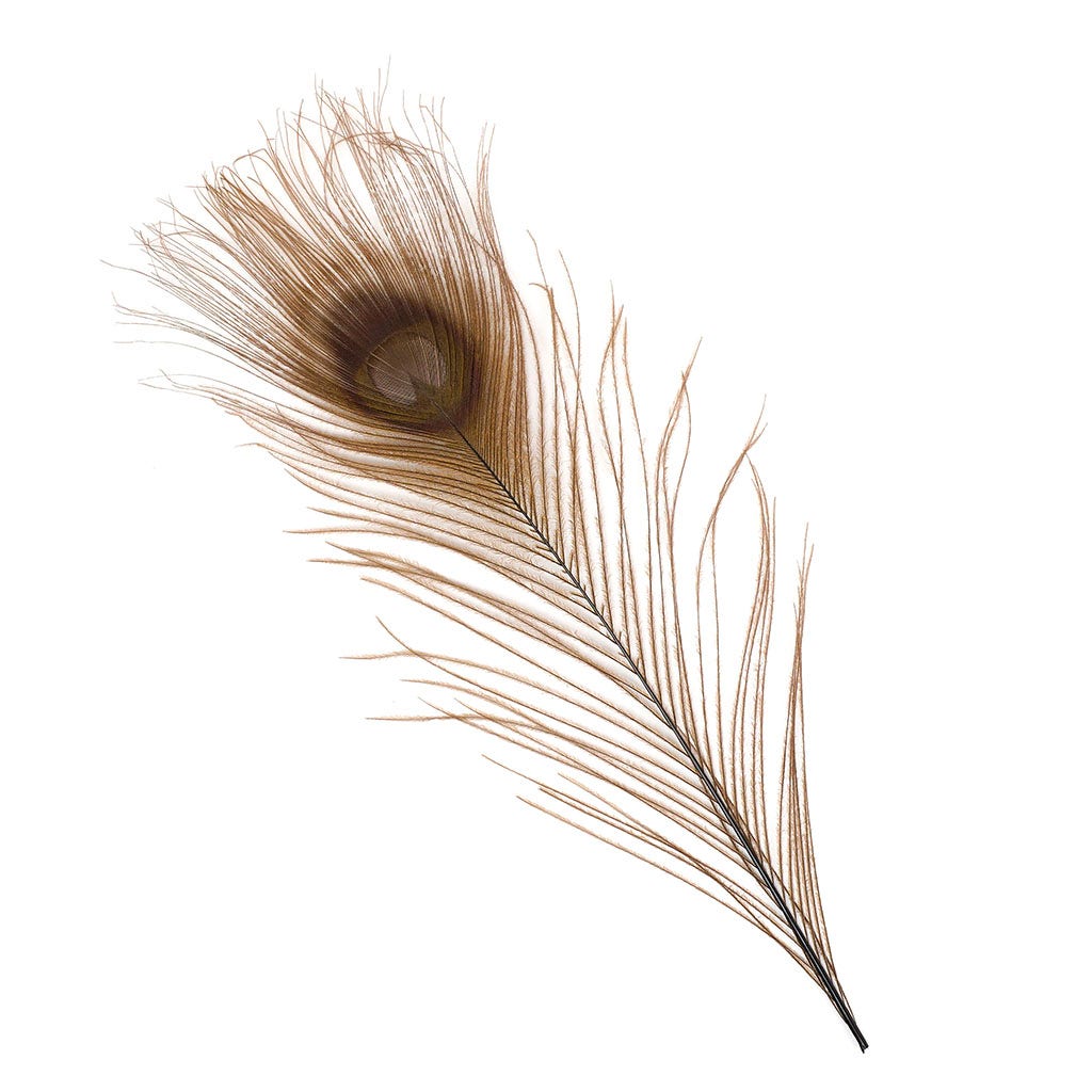 Peacock Feather Eyes Bleached & Dyed Brown - Feathers