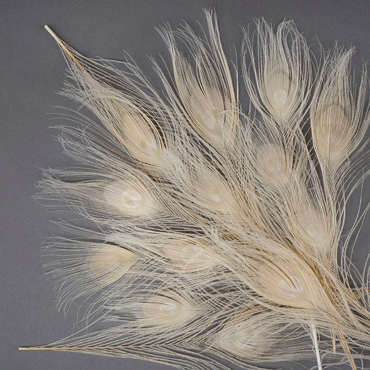 Peacock Feather Eyes Bleached & Dyed Eggshell - Feathers