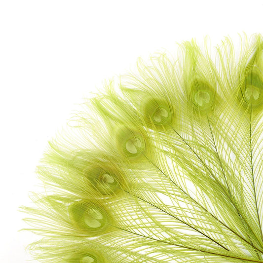 Peacock Feather Eyes Bleached & Dyed Lime - Feathers