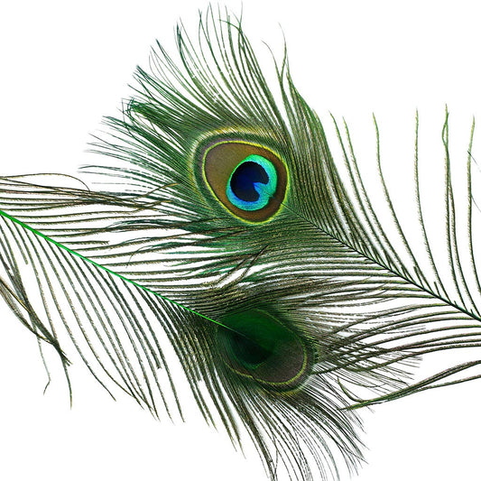 Peacock Feather Eyes Dyed Stem Kelly - Feathers