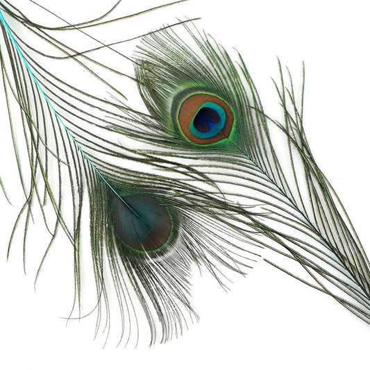 Peacock Feather Eyes Dyed Stem Lt Turquoise - Feathers