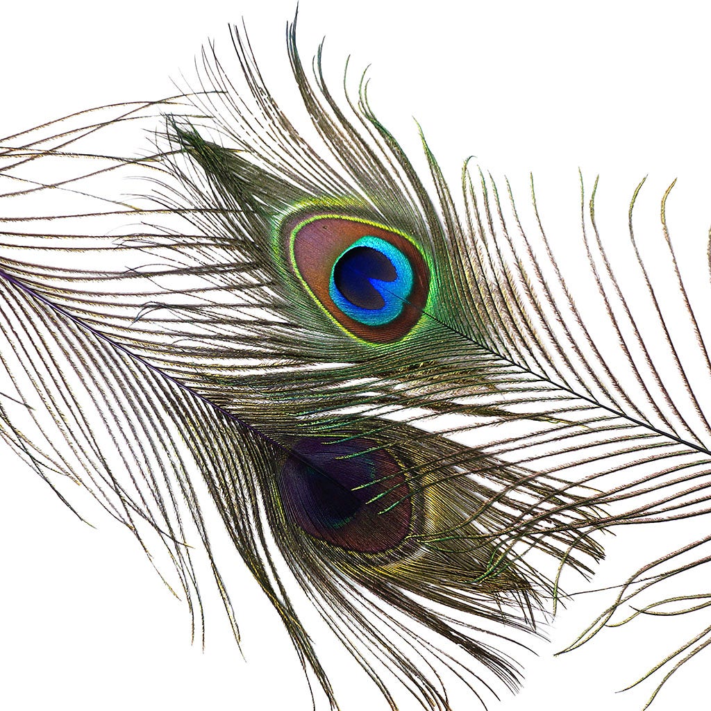 Peacock Feather Eyes Dyed Stem Purple - Feathers