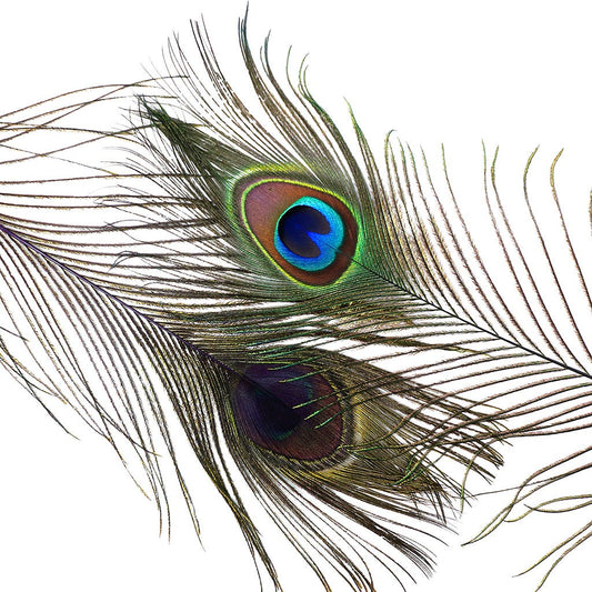 Peacock Feather Eyes Dyed Stem Purple - Feathers