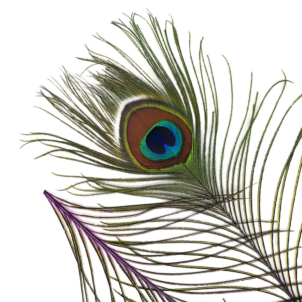 Peacock Feather Eyes Dyed Stem Purple - Feathers