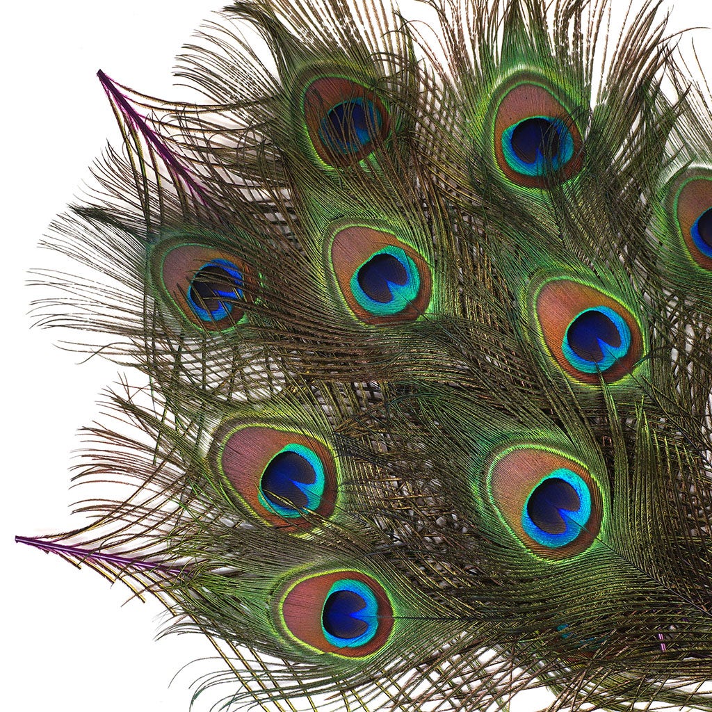 Peacock Feather Eyes Dyed Stem Purple - Feathers