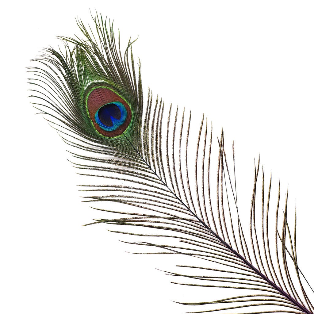 Peacock Feather Eyes Dyed Stem Purple - Feathers