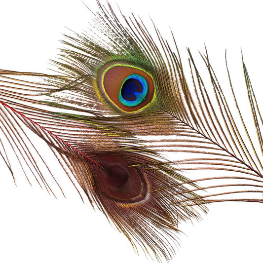 Peacock Feather Eyes Dyed Stem Red - Feathers