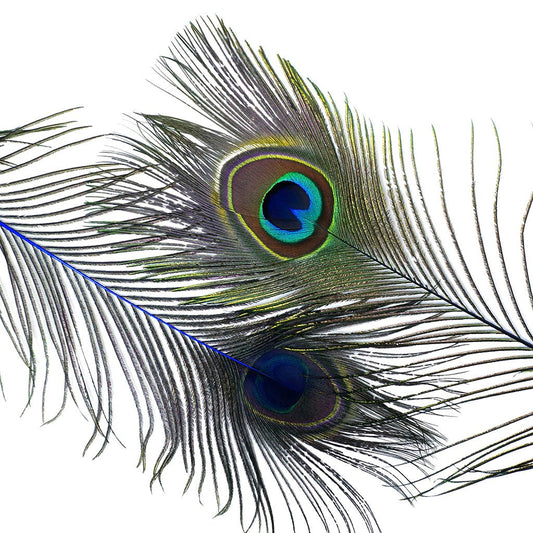 Peacock Feather Eyes Dyed Stem Royal - Feathers