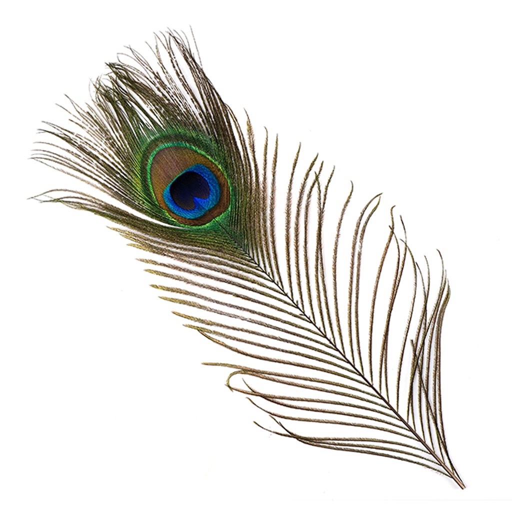 Peacock Feather Eyes Natural - 8-15’’- 25pcs - Feathers