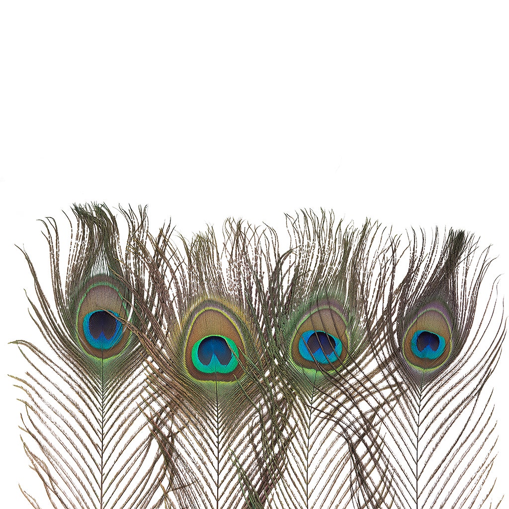 Peacock Feather Eyes Natural - 8-15’’- 25pcs - Feathers