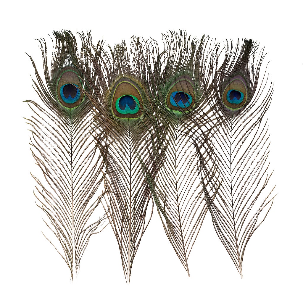 Peacock Feather Eyes Natural - 8-15’’- 25pcs - Feathers