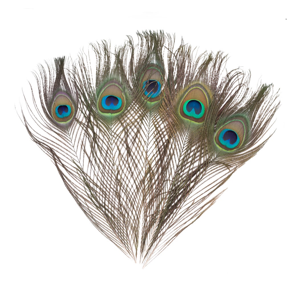 Peacock Feather Eyes Natural - 8-15’’- 25pcs - Feathers