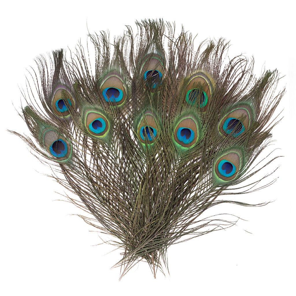 Peacock Feather Eyes Natural - 8-15’’- 25pcs - Feathers