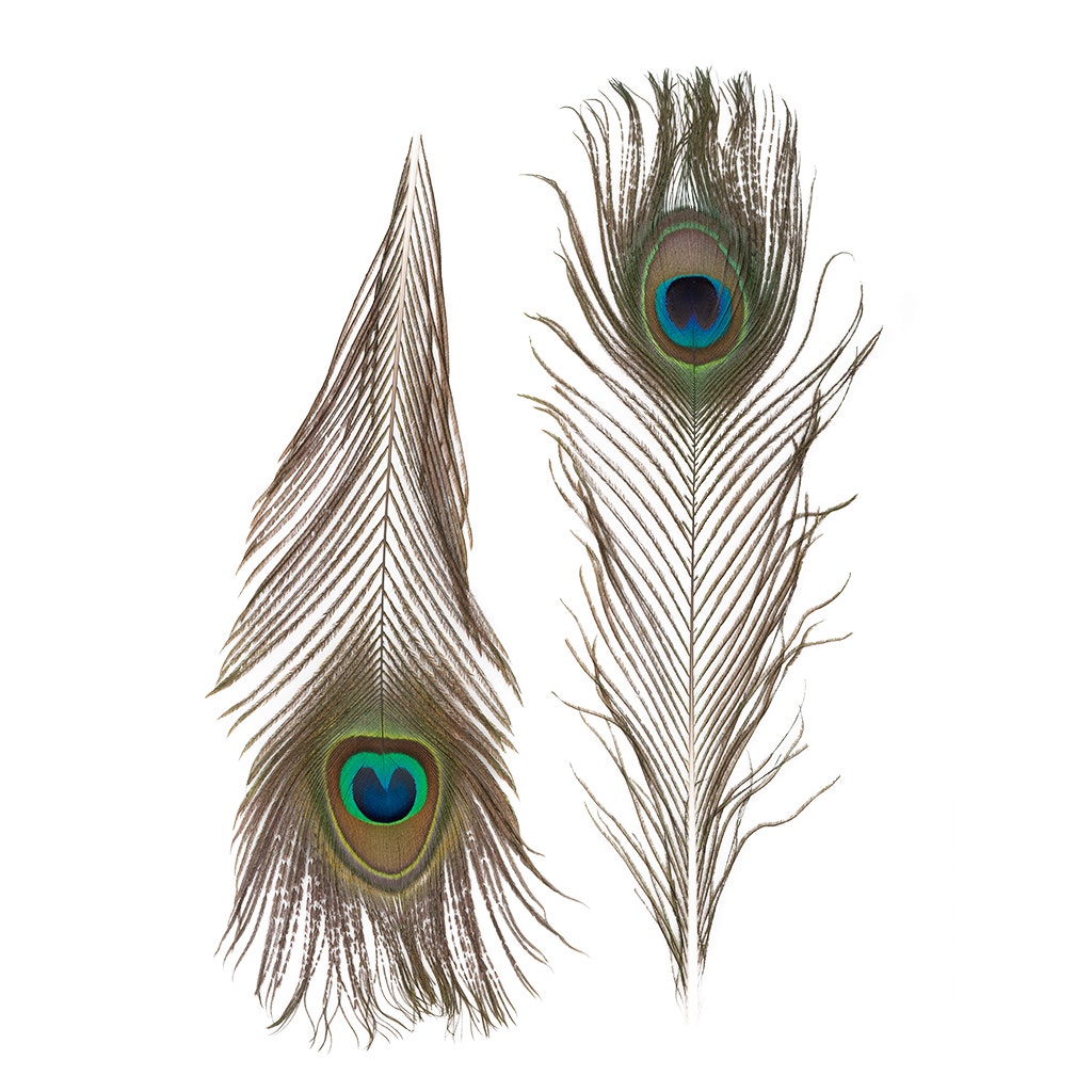 Peacock Feather Eyes Natural - 8-15’’- 25pcs - Feathers