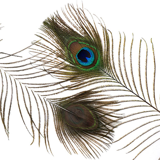 Peacock Feather Eyes Natural - 8-15’’- 2pcs - Feathers