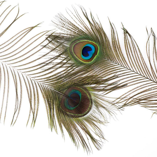 Peacock Feather Eyes Natural - Natural - Feathers