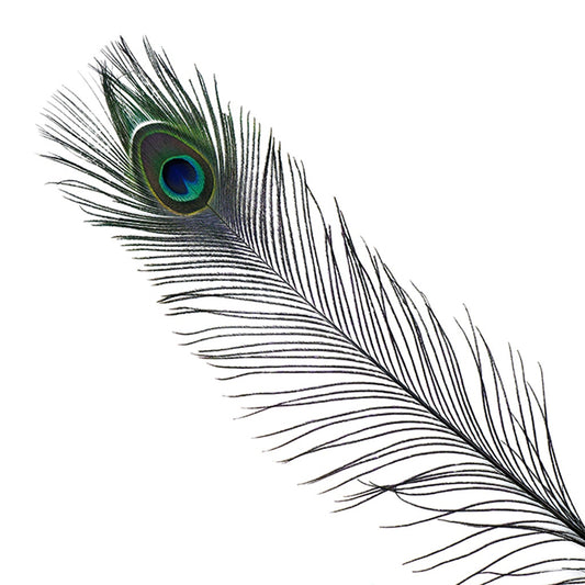 Peacock Feather Eyes Stem Dyed - 25-40 Inch - 10 PCS - Black - Feathers