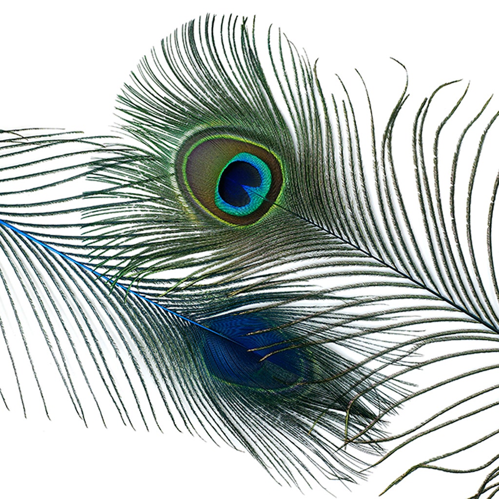 Peacock Feather Eyes Stem Dyed - 25-40 Inch - 10 PCS - Dark Turquoise - Feathers