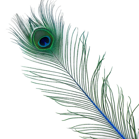 Peacock Feather Eyes Stem Dyed - 25-40 Inch - 10 PCS - Dark Turquoise - Feathers