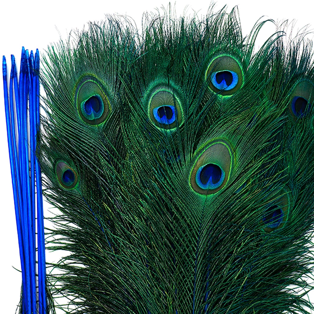 Peacock Feather Eyes Stem Dyed - 25-40 Inch - 10 PCS - Dark Turquoise - Feathers