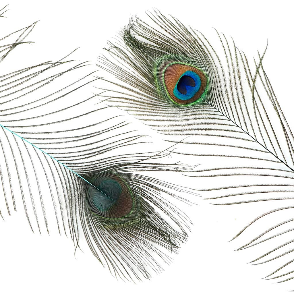 Peacock Feather Eyes Stem Dyed - 25-40 Inch - 10 PCS Light Turquoise - Feathers