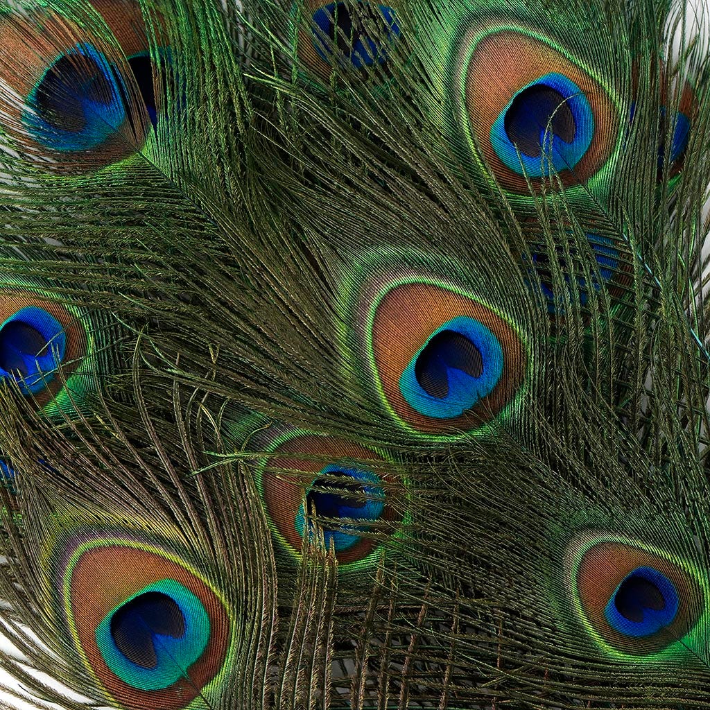 Peacock Feather Eyes Stem Dyed - 25-40 Inch - 10 PCS Light Turquoise - Feathers