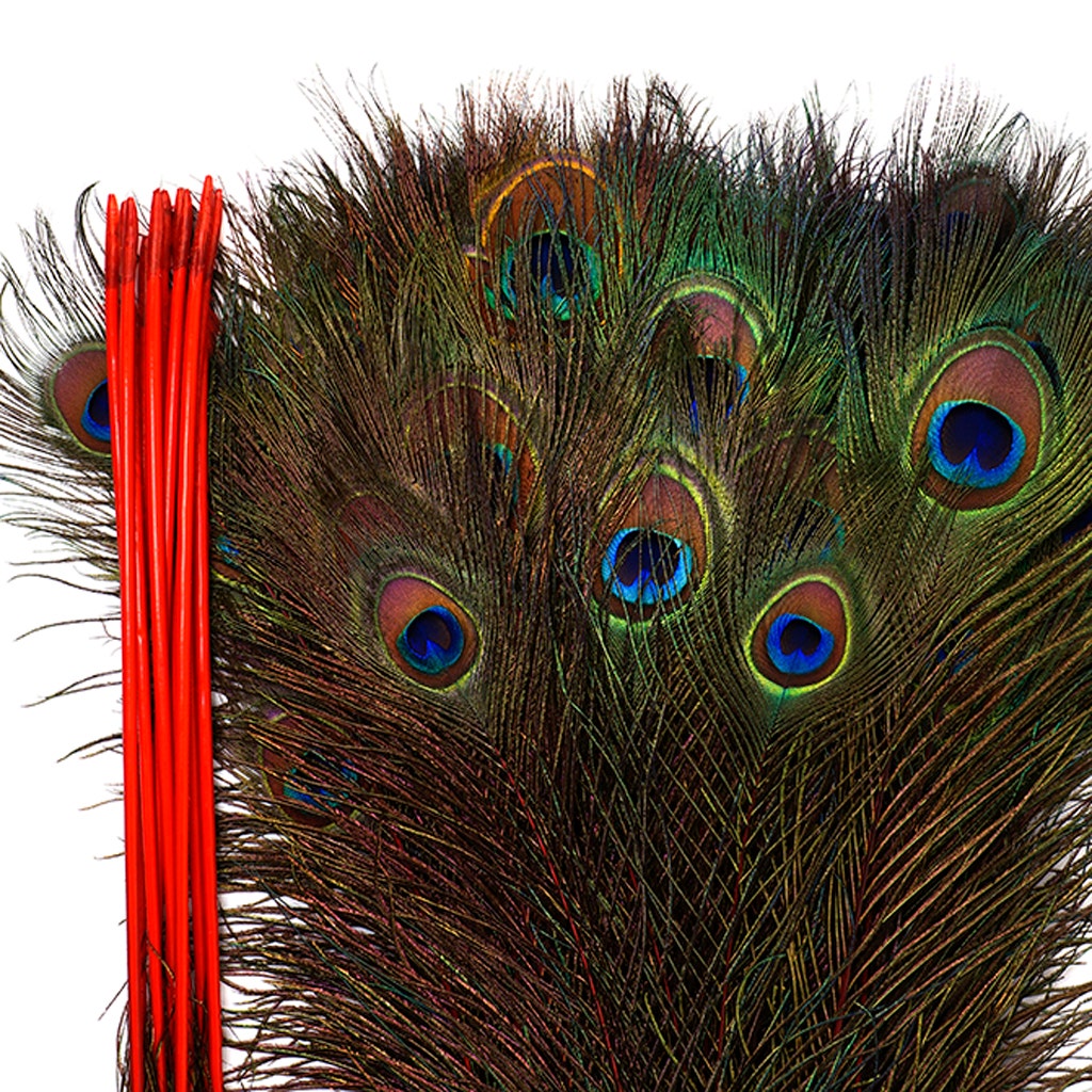 Peacock Feather Eyes Stem Dyed - 25-40 Inch - 10 PCS - Red Feathers - Feathers