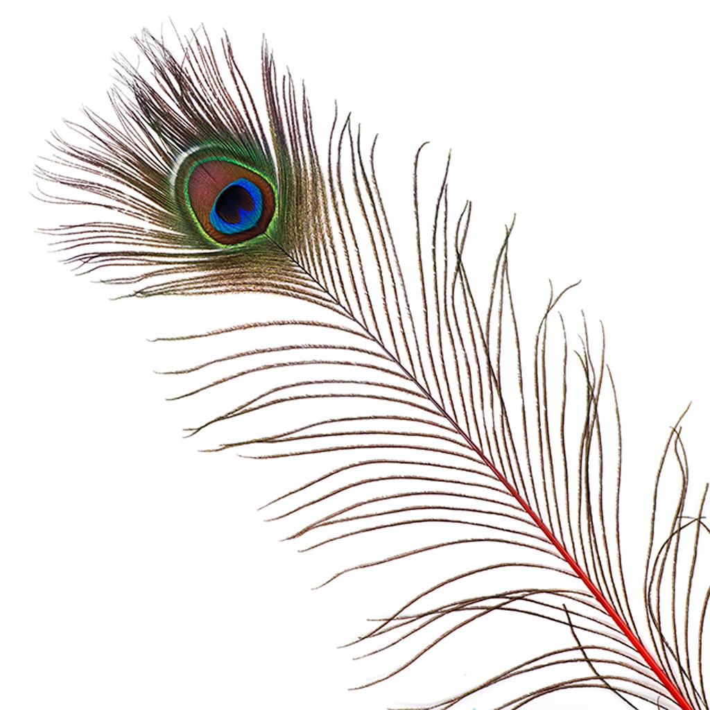 Peacock Feather Eyes Stem Dyed - 25-40 Inch - 10 PCS - Red Feathers - Feathers