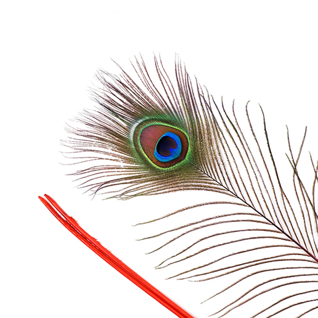 Peacock Feather Eyes Stem Dyed - 25-40 Inch - 10 PCS - Red Feathers - Feathers