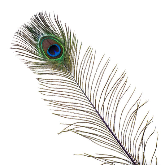 Peacock Feather Eyes Stem Dyed - 25-40 Inch - 10 PCS - Regal - Feathers