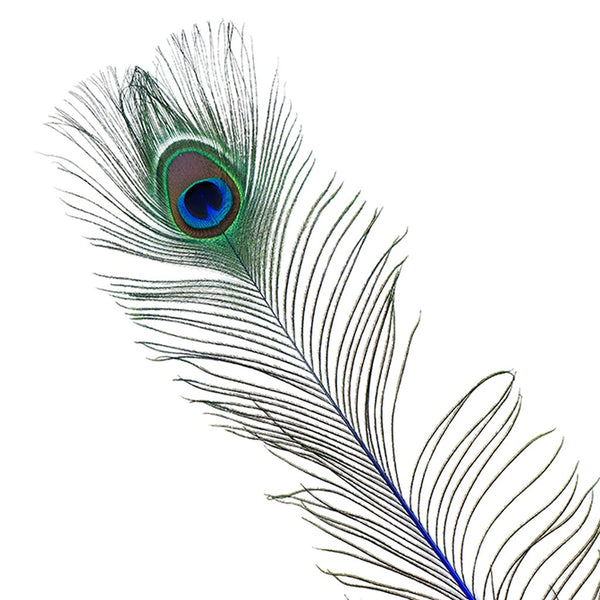 Peacock Feather Eyes Stem Dyed Royal Blue For Sale | Buy Craft