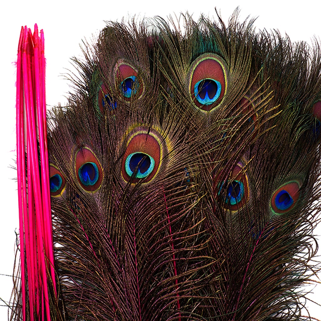 Peacock Feather Eyes Stem Dyed - 25-40 Inch - 10 PCS - Shocking Pink - Feathers