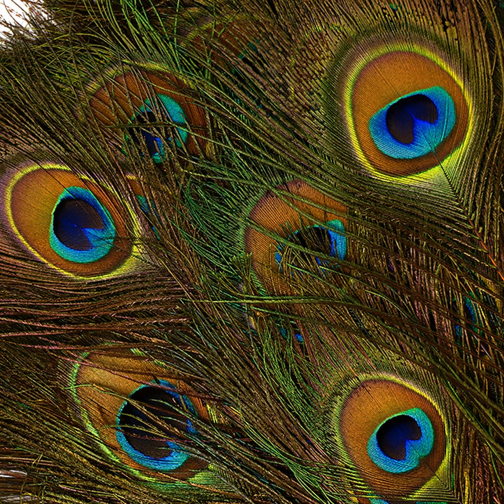 Peacock Feather Eyes Stem Dyed - Lime - Feathers