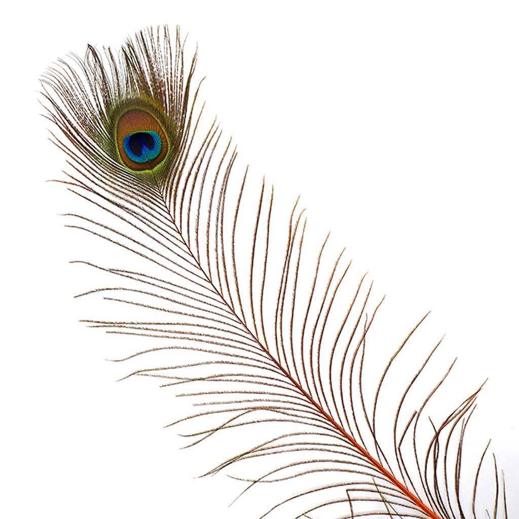 Peacock Feather Eyes Stem Dyed - Lime - Feathers