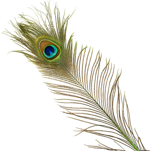 Peacock Feather Eyes Stem Dyed - Lime - Feathers