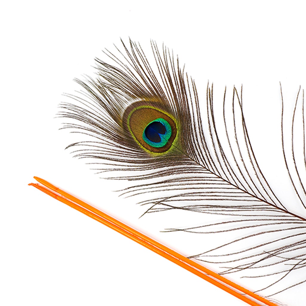 Peacock Feather Eyes Stem Dyed - Lime - Feathers