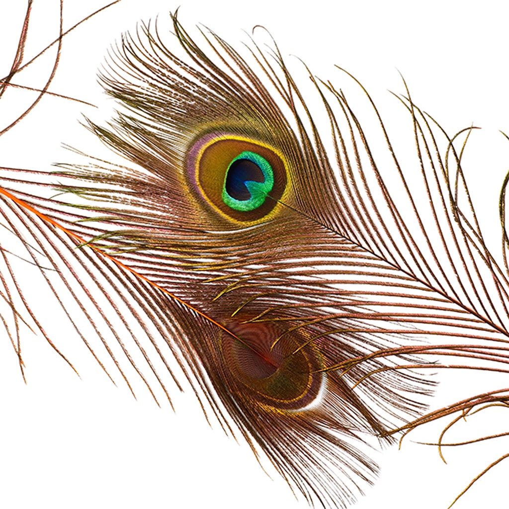 Peacock Feather Eyes Stem Dyed - Lime - Feathers