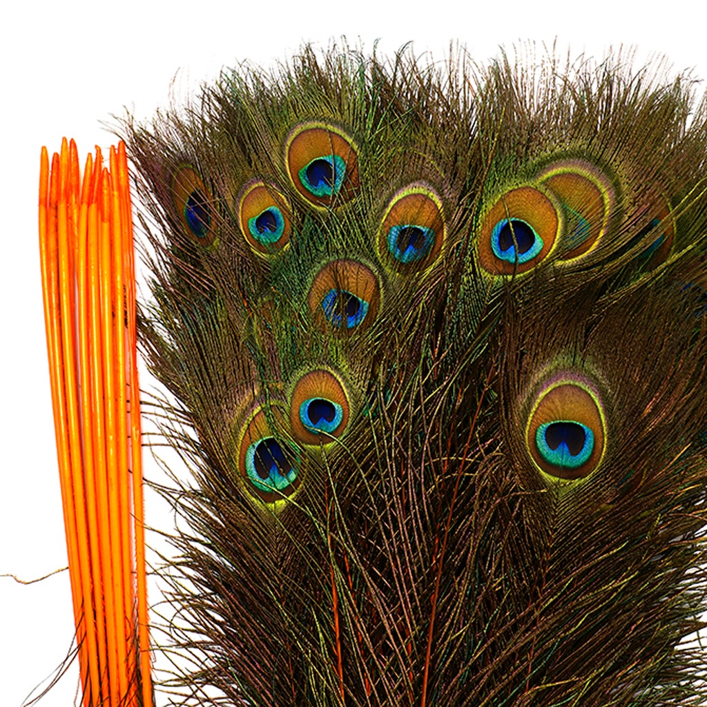 Peacock Feather Eyes Stem Dyed - Lime - Feathers