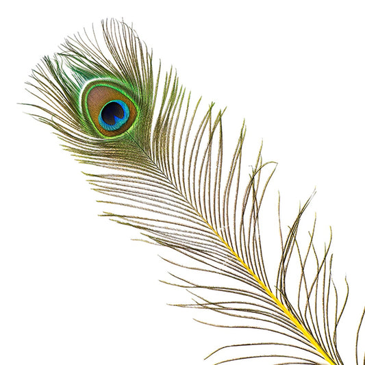 Peacock Feather Eyes Stem Dyed - Yellow - Feathers