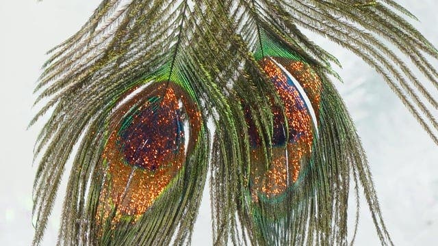 Peacock Feather Ornament - Natural - Copper - Feathers