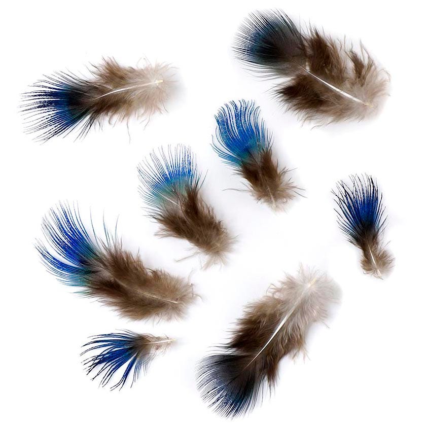 Peacock Feather Plumage-Blue [{WEDDING CENTERPIECES}] - Natural - Feathers