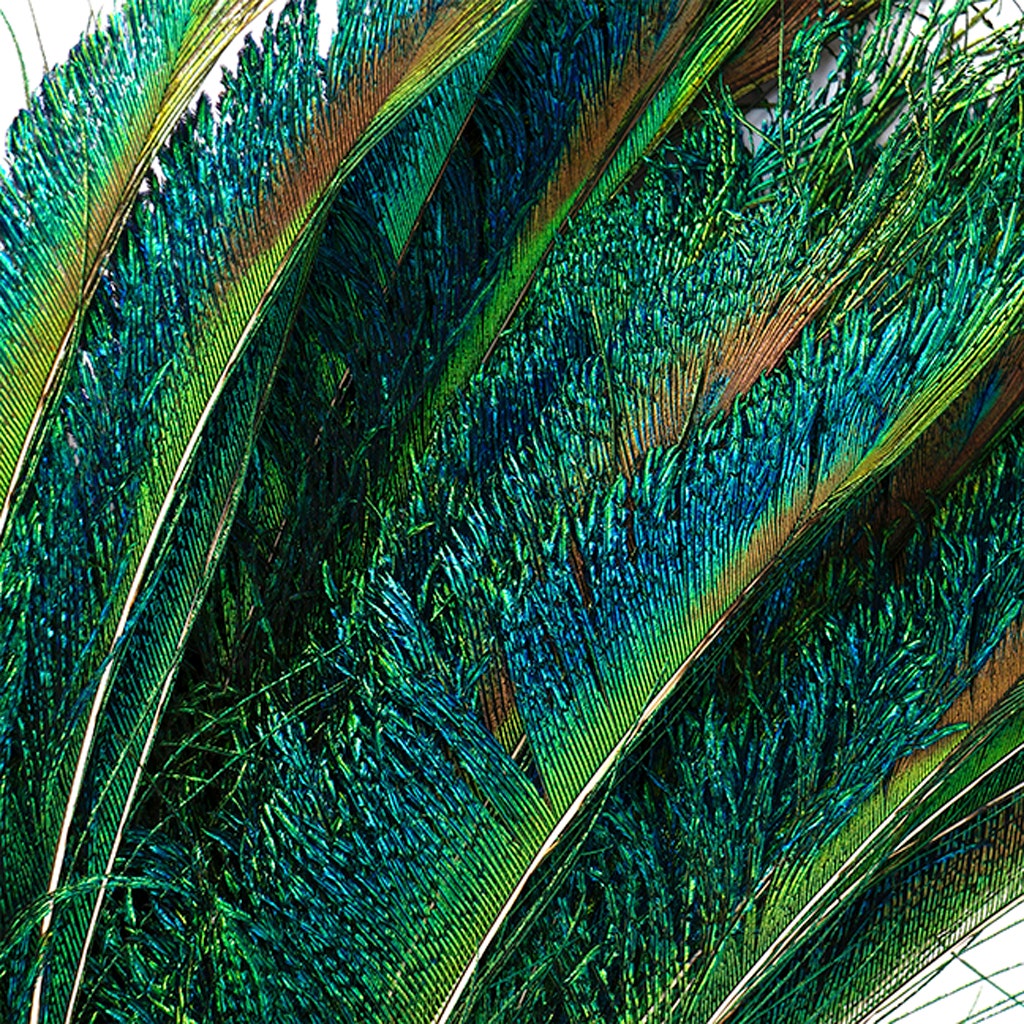 Peacock Feather Swords Natural - Natural - Approx 15-25 inches - 25 PCS - Feathers