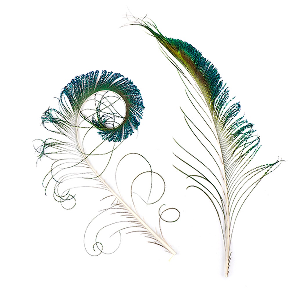 Peacock Feather Swords - Natural - Feathers