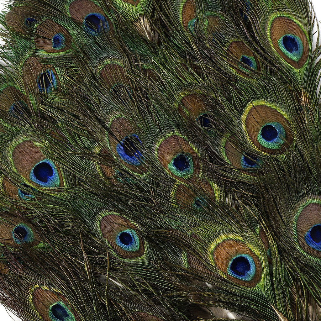 Peacock Feather w/Small Complete Eyes Natural - Feathers