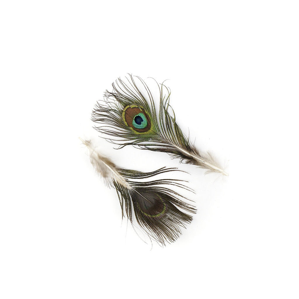 Peacock Feather w/Small Complete Eyes Natural - Feathers