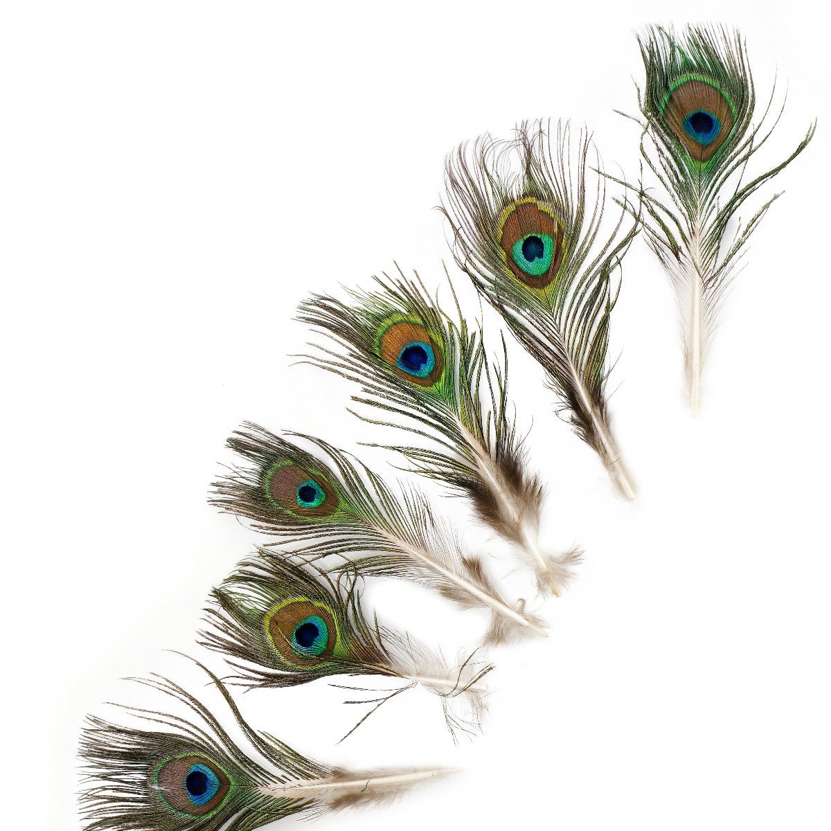 Peacock Feather w/Small Complete Eyes Natural - Feathers