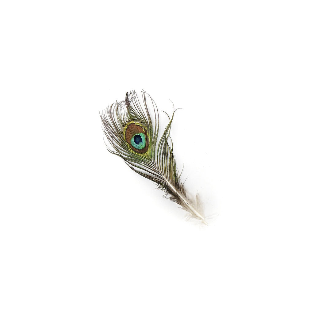 Peacock Feather w/Small Complete Eyes Natural - Feathers