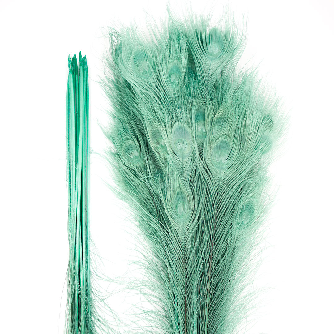 Peacock Feathers | 25-40’’ Tail Eyes | Light Turquoise - Peacock Feathers