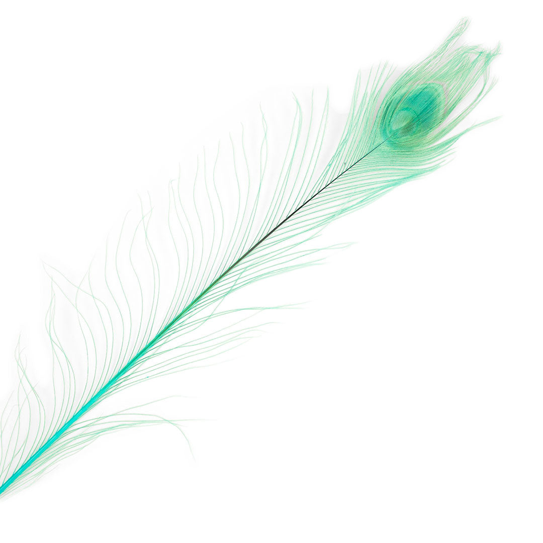 Peacock Feathers | 25-40’’ Tail Eyes | Light Turquoise - Peacock Feathers